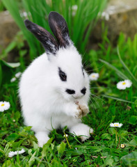 Baby white rabbit on grass