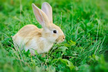 Little rabbit on green grass
