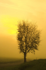 leafless tree in a foggy orange sunset