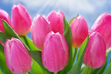 bunch of fresh pink tulips