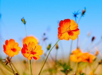 Beautiful spring flowers