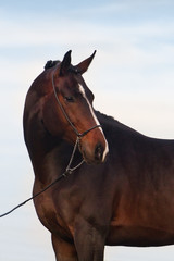 Horse closeup against the blue sunny skies