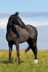 Black horse stand on the green field