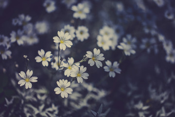 White small  flowers. Summer landscape. Top view.