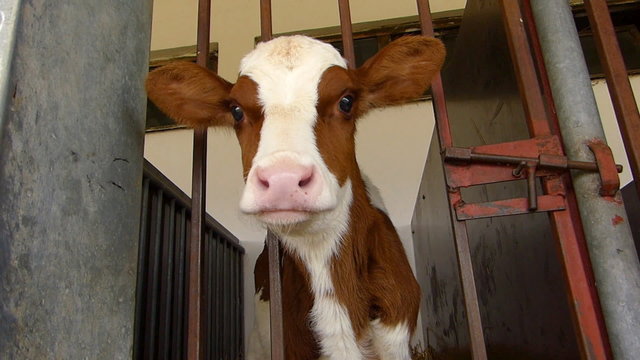 Calf in a cowshed