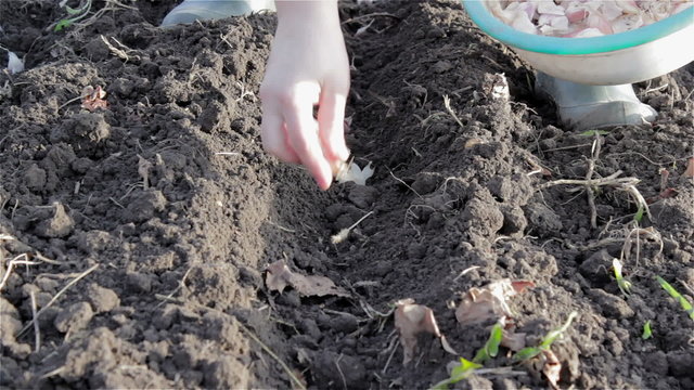 planted in the spring garlic