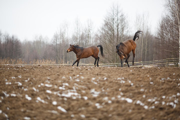 Horses on the meadow