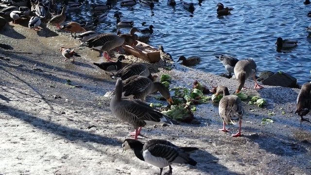 Wildg&auml;nse beim Fressen