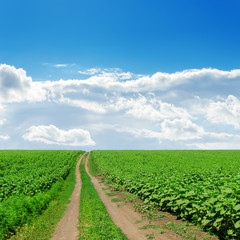 country road in green fields with sunflowers under cloudy sky