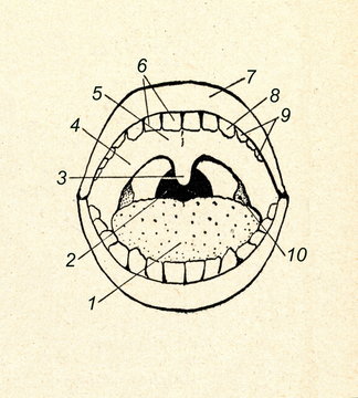 Anatomy of the mouth