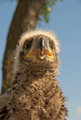 Obraz premium The eaglet