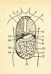 Front view of human viscera