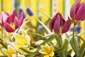 Osterdekoration mit Blumen