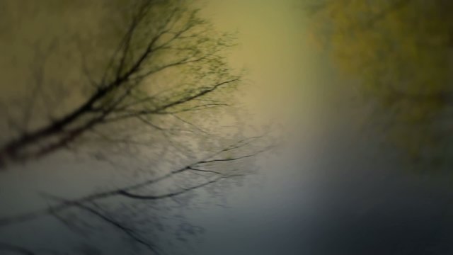 Spinning trees