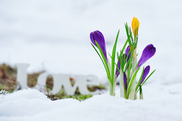 Love letteres ont he snow near blooming crocus flowers