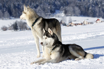 siberian husky