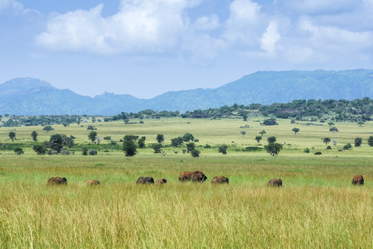 Herd of elephants, Kidepo Valley National Park (Uganda)