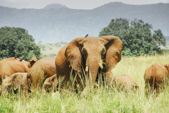 Fototapeta Herd of elephants, Kidepo Valley National Park (Uganda)