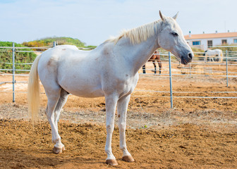 Portrait of white horse at pasture.