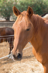 Portrait of horse in the paddock.