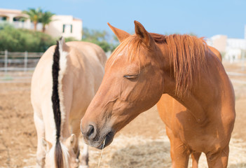 Portrait of horses in the paddock.