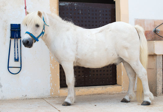 Saddled White Pony Near The Stable.