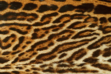 leopard fur coat