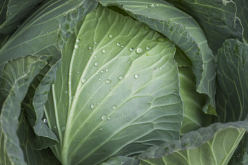 Obraz premium Fresh green cabbage