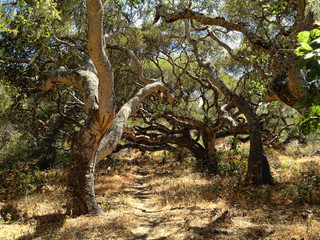 Fototapeta premium A Path Through Oaks