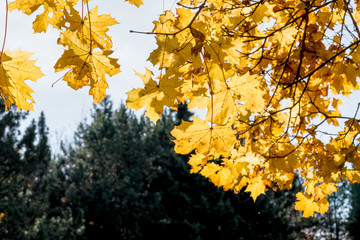 Blätter mit herbstlicher Färbung
