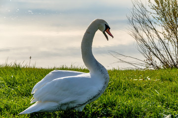 Schwan am Ufer