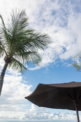 椰子の木とビーチパラソル