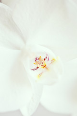 Macro of orchid in bloom