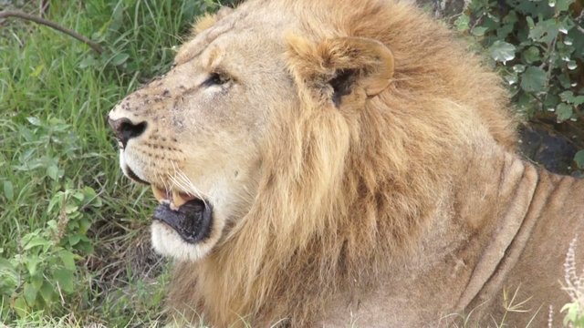 Huge lion twirls his head, Kenya