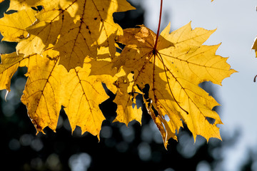 Blätter mit herbstlicher Färbung
