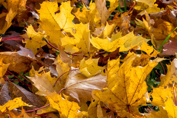 Blätter mit herbstlicher Färbung