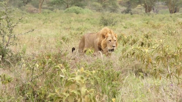 Lion walking in the grass, Kenya