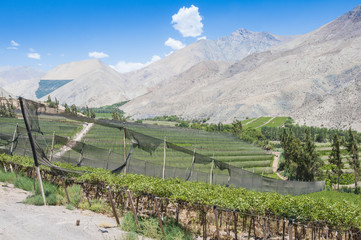 Fototapeta na wymiar Vineyards of Elqui valley, Chile