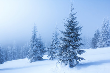 winter forest scene