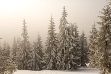 quiet winter forest