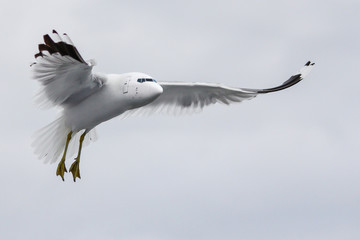 Photo manipulation of the aircraft and birds.