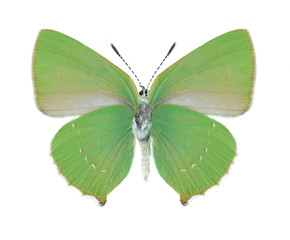 Butterfly Callophrys chalybeitincta (underside)