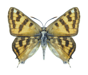 Butterfly Apharitis acamas