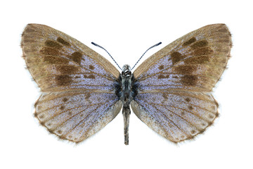 Butterfly Phengaris cyanecula obscurior