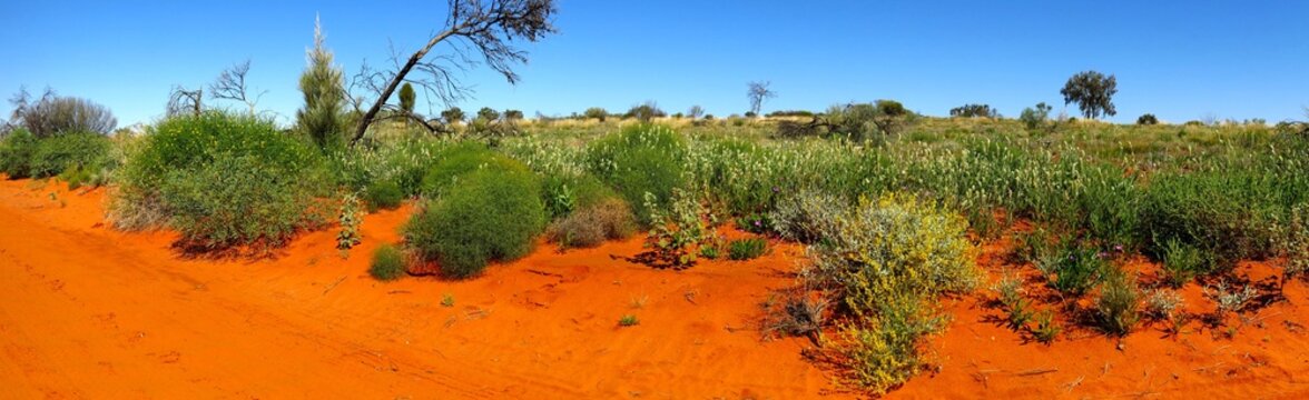 Blooming desert, Chambers Pillar, Northern Territory, Australia