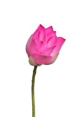 Isolated lotus flower over white background