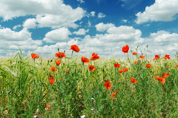 Fototapeta na wymiar red poppies on green field under cloudy sky