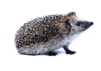 Little forest hedgehog isolated