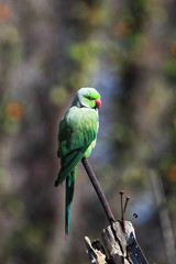 Halsbandsittich (Psittacula krameri)