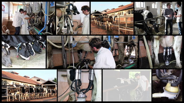 Milk Production at Dairy Farm
